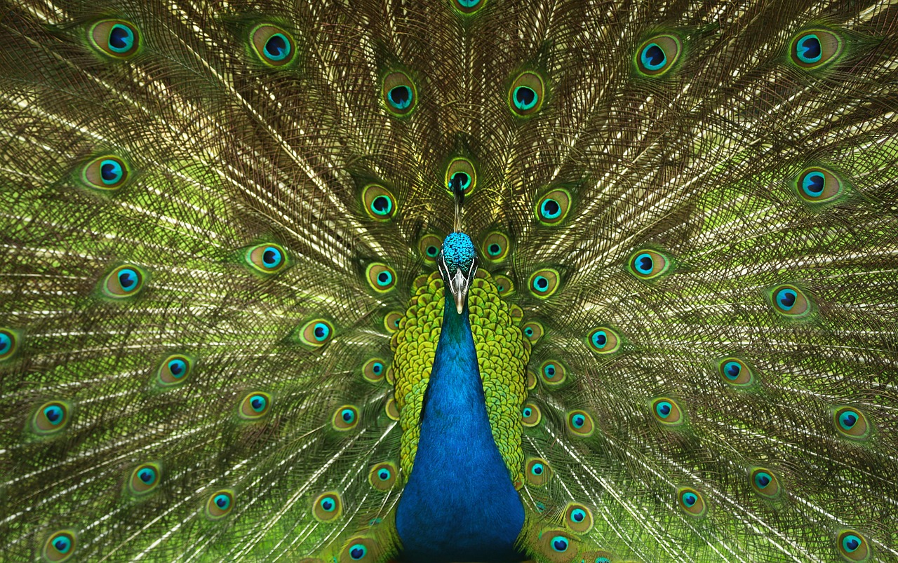 Technology Advancements Aiding in Conservation